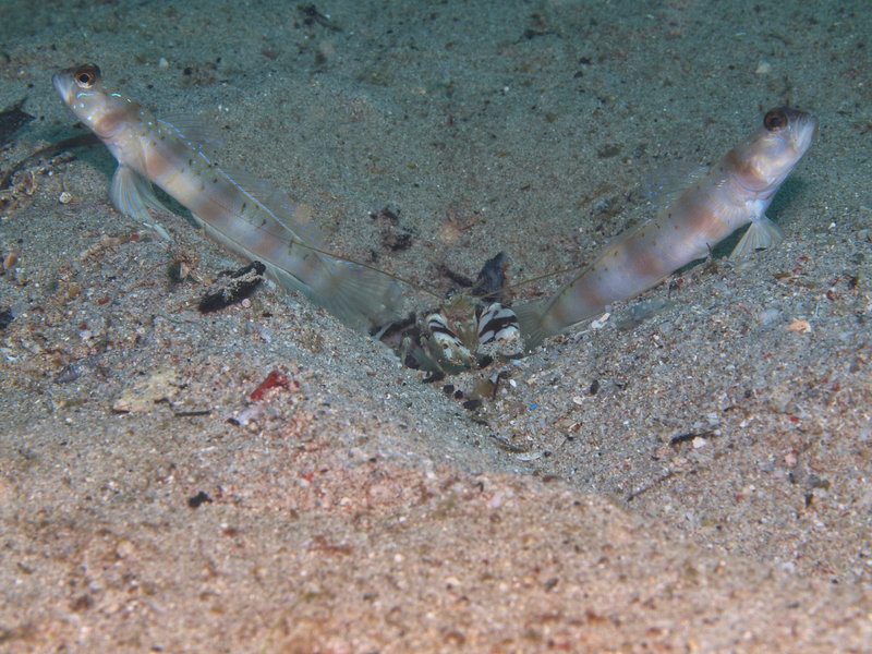 Goby, Sabang Wreck, Commensal Shrimp